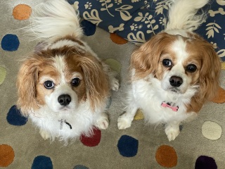 Can we share dog pictures?