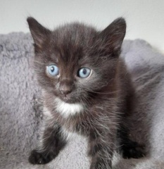 I am not bloody calling it Velcro!!