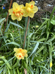 Autistic women assemble!