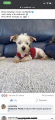 To not know what to do - dog related 