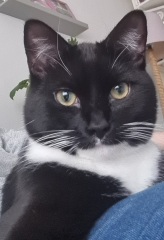 Any ideas on breed of my little kitten 