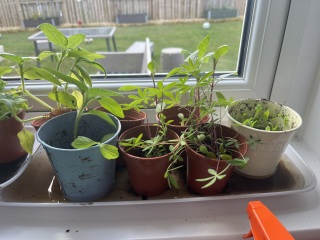 Next steps with my indoor seed plants
