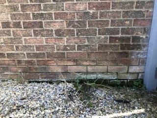 RISING DAMP BACK? 