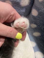 Any ideas on breed of my little kitten 
