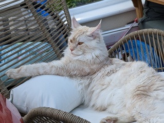 White cats, or any cats, really...
