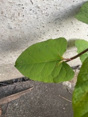 Japanese Knotweed