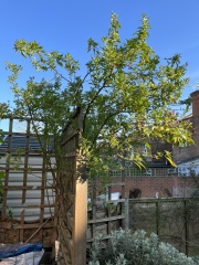 Help-climber has outgrown trellis!