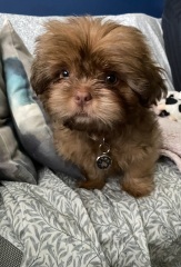 Can we share dog pictures?
