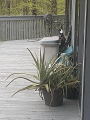 Aloe Vera plants