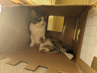 What's going on with my little kitten??