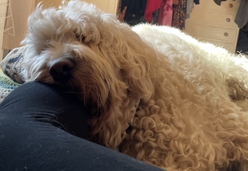My dog is sprawled across me asleep.  I have needed a wee for over an hour but don’t want to disturb me.  Anyone relate? Pic included! 