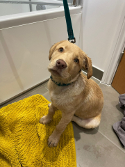 Puppy Survival Thread - as we approach Fireworks night for the first time…