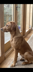 Puppy Survival Thread - as we approach Fireworks night for the first time…