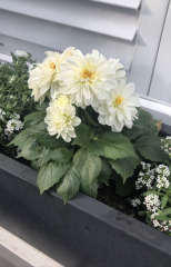 What should I plant in my window boxes?
