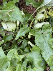 Anyone recognise either of these?