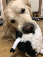 What do you call your dog…?