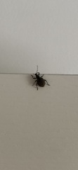 What to do about these beetles?!?! (Photos included)