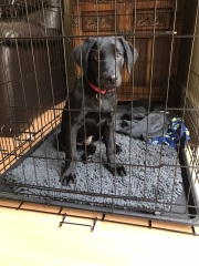 Puppy Survival Thread - as we approach Fireworks night for the first time…