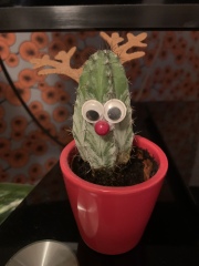 How do I remove sinister Santa outfit from a cactus?