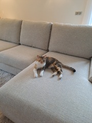 Can’t sleep as my cat is missing 