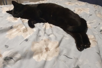 White cats, or any cats, really...