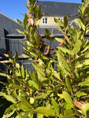 DH refuses to admit our bay tree is dead. Please see pic. I'm right aren't I?