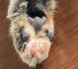 Toe Beans 