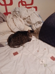 Cats used to be worshiped as Gods...