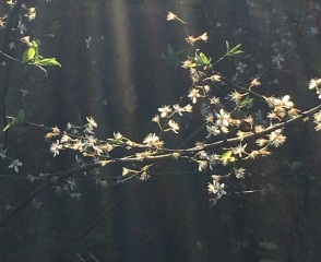 What tree is this?