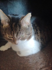 Cats used to be worshiped as Gods...