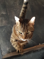 Thug cat part 5 - For he will not do destruction, if he is well-fed, neither will he spit without provocation.