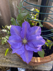 Countdown to Christmas 2023: get past the post-Christmas slump by thinking about the next one! (Thread 1.)