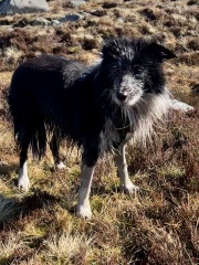 What do you call your dog…?