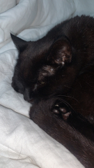 Toe Beans 