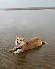 Little update on the rescue corgi