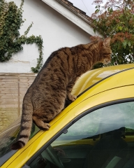 Thug cat part 5 - For he will not do destruction, if he is well-fed, neither will he spit without provocation.