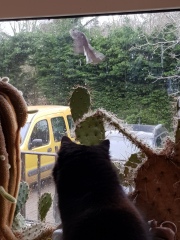 Cats used to be worshiped as Gods...