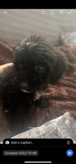 What dog is this??