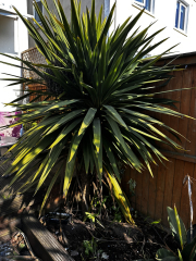 Flowers question