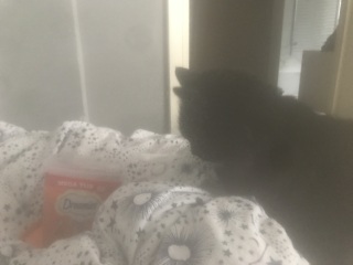 Cats used to be worshiped as Gods...