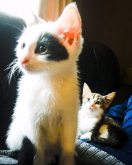 Sad to have to give kitten back to breeder