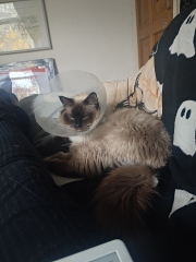 Adopting a rescue ragdoll