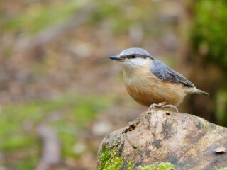 Thread 45 GCSE Covid Cohort - Bunnies bouncing into Spring