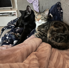 Sad to have to give kitten back to breeder