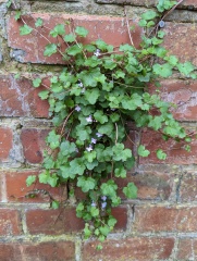 The bane of my life in the garden now