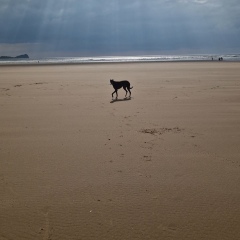 Thread 45 GCSE Covid Cohort - Bunnies bouncing into Spring