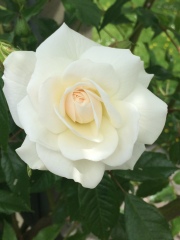 Rose Appreciation Thread