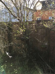 What tree is this?