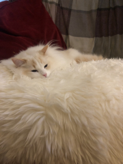 White cats, or any cats, really...
