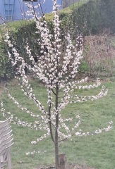 Thread 6 - TalkExiles: "Yup, still round."